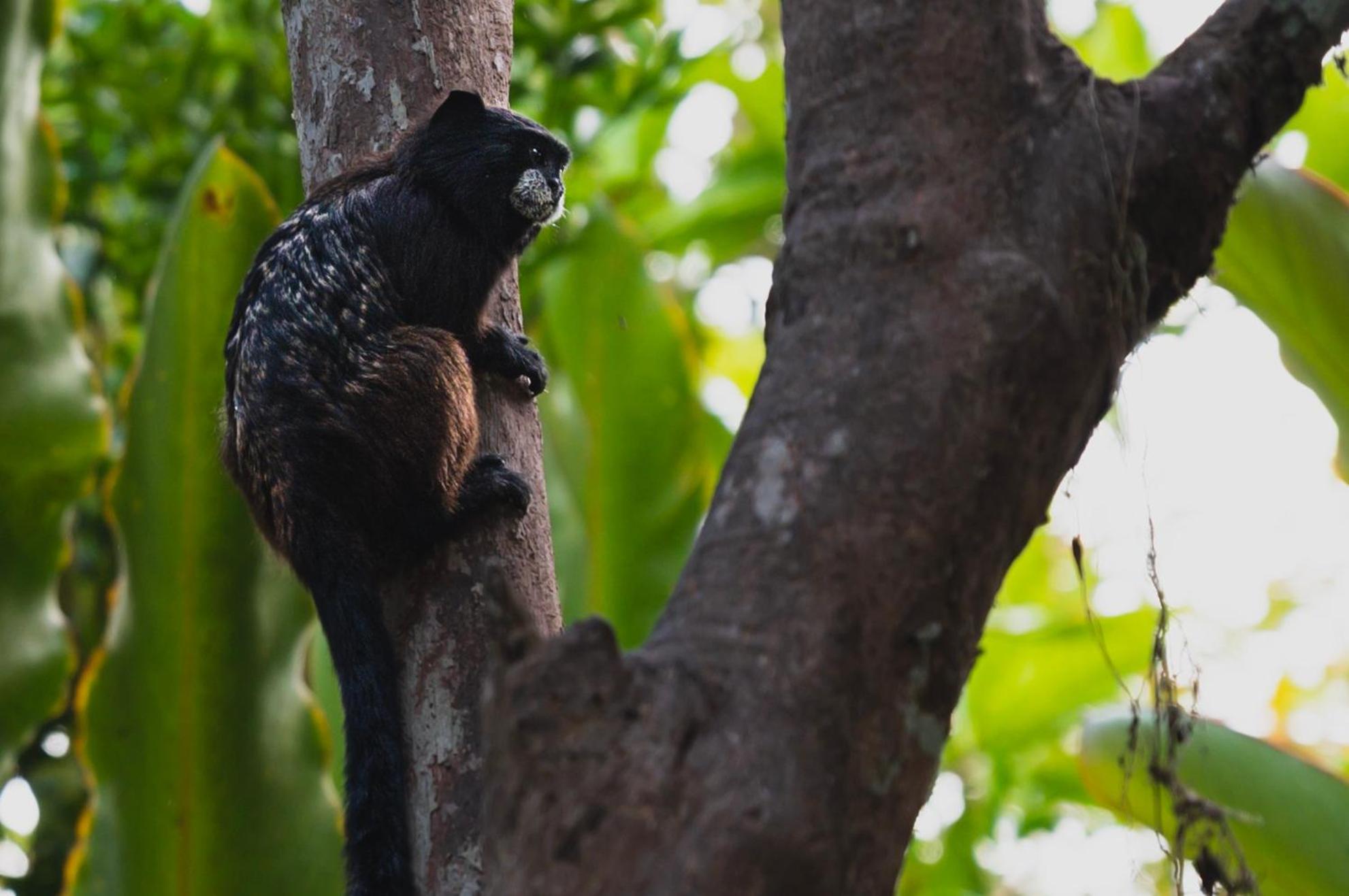 Huingos Eco Lodge Tarapoto Kültér fotó