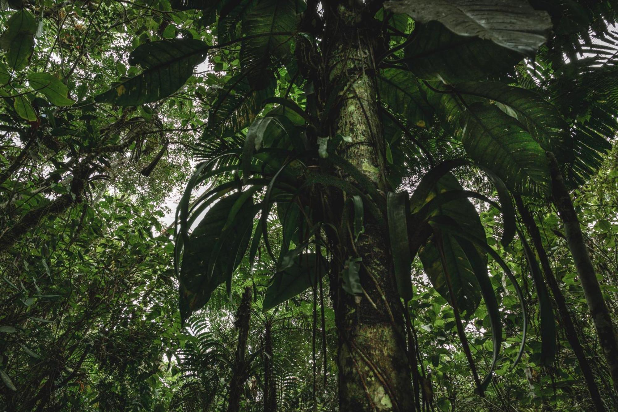 Huingos Eco Lodge Tarapoto Kültér fotó
